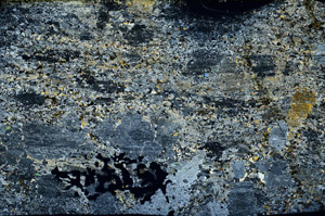 Cross Polarized, S78634