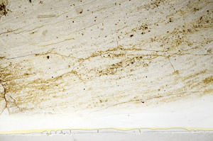 Plane Polarized, S78667