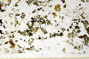 Plane Polarized, S78698