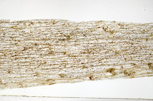 Plane Polarized, S78916