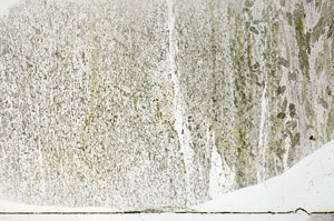 Plane Polarized, S78917