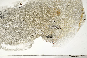 Plane Polarized, S78926