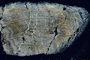 Cross Polarized, S78931