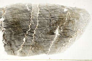 Plane Polarized, S78931