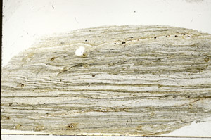 Plane Polarized, S78932