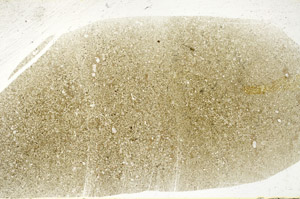 Plane Polarized, S78938