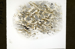 Plane Polarized, S78955