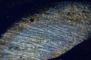 Cross Polarized, S78960