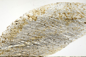 Plane Polarized, S78960