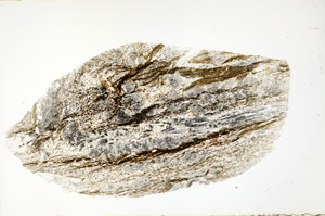 Plane Polarized, S78961