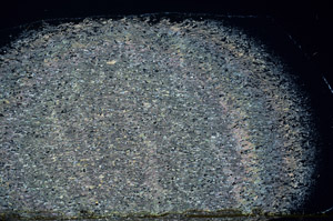 Cross Polarized, S79192