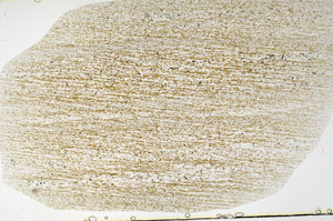 Plane Polarized, S79268