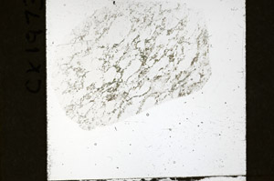 Plane Polarized, S79327