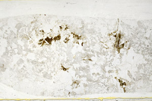 Plane Polarized, S79442