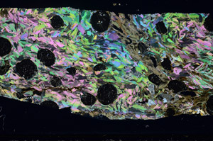 Cross Polarized, S79475