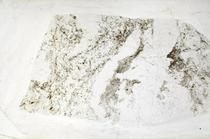 Plane Polarized, S79484