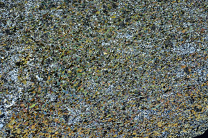 Cross Polarized, S79567