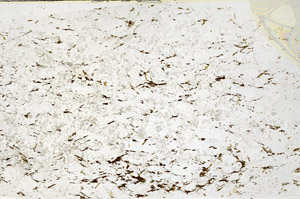 Plane Polarized, S79569