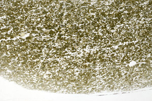 Plane Polarized, S79602