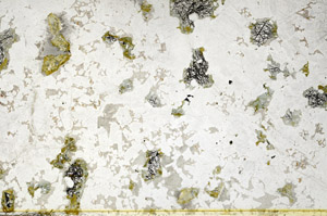 Plane Polarized, S79885