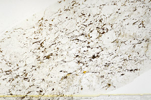 Plane Polarized, S79894