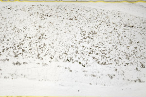 Plane Polarized, S80023