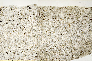 Plane Polarized, S80670