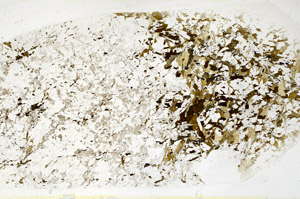 Plane Polarized, S80711
