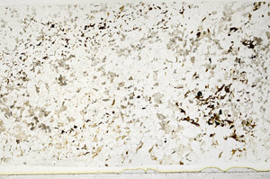 Plane Polarized, S80720