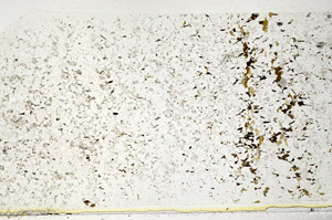 Plane Polarized, S80722