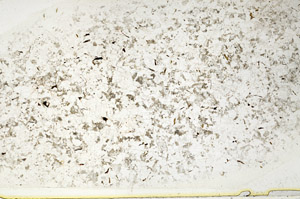 Plane Polarized, S80727
