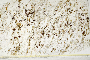 Plane Polarized, S80730