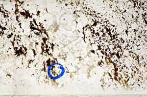 Plane Polarized, S80737