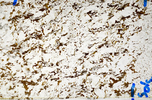 Plane Polarized, S80758