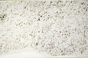 Plane Polarized, S80764