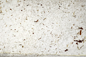 Plane Polarized, S80765