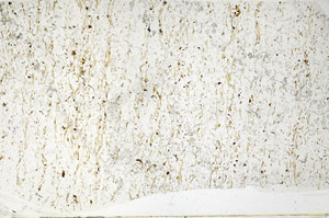 Plane Polarized, S80770