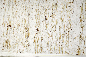 Plane Polarized, S80771