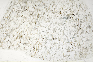 Plane Polarized, S80776