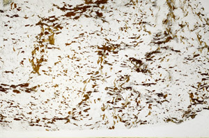 Plane Polarized, S80783