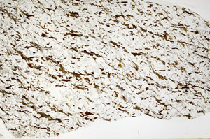 Plane Polarized, S80791