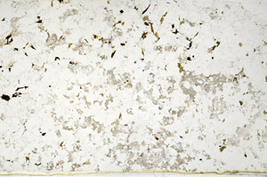 Plane Polarized, S80798