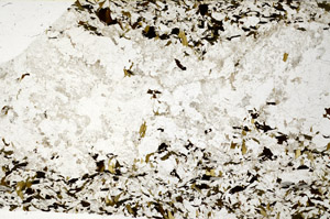 Plane Polarized, S80799