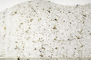 Plane Polarized, S80810