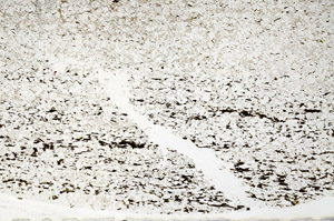 Plane Polarized, S80813