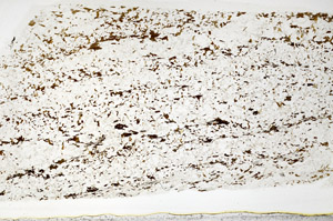 Plane Polarized, S80814