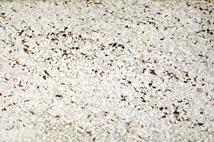 Plane Polarized, S80823