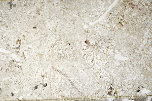 Plane Polarized, S80825