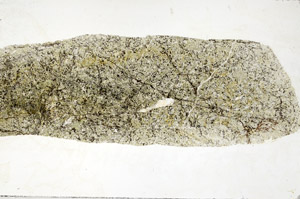 Plane Polarized, S80954