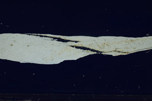 Cross Polarized, S80959